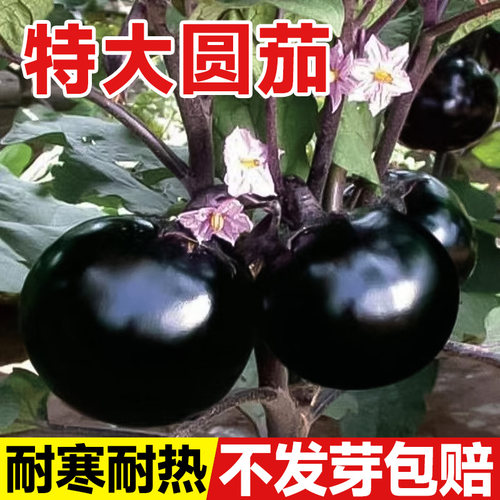 圆茄种籽茄子苗高产黑紫色蔬菜苗