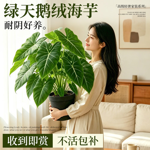 【带盆栽好】绿天鹅绒海芋盆栽