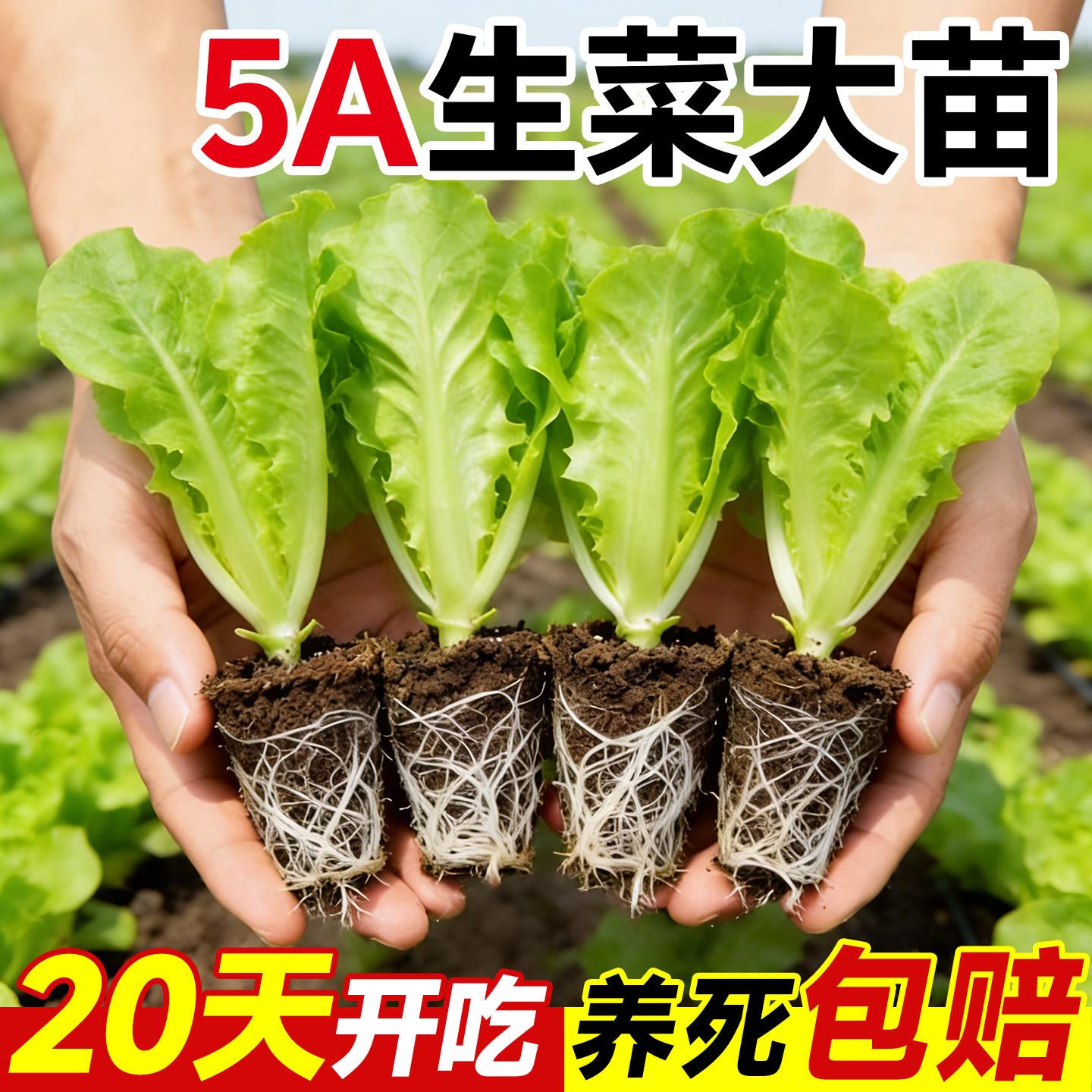 生菜苗带土蔬菜秧苗意大利玻璃生菜苗种籽盆栽地栽阳台种植蔬菜苗