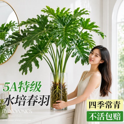 5A特级水培春羽四季常青好养易活