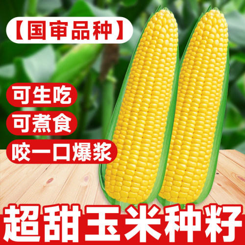 粤甜31号玉米种籽超甜特大高产