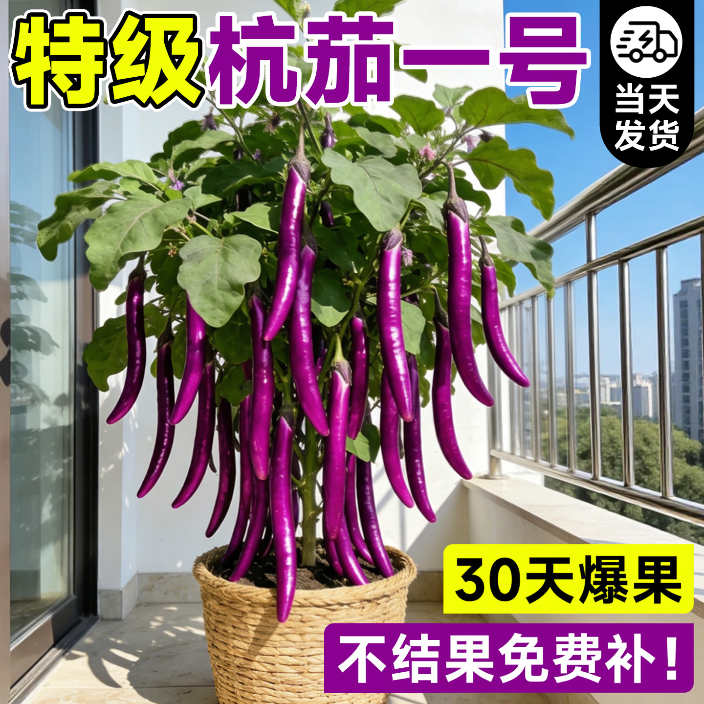 杭茄一号茄子秧苗带土嫁接老品种黑紫长茄线茄高产蔬菜苗种籽大全
