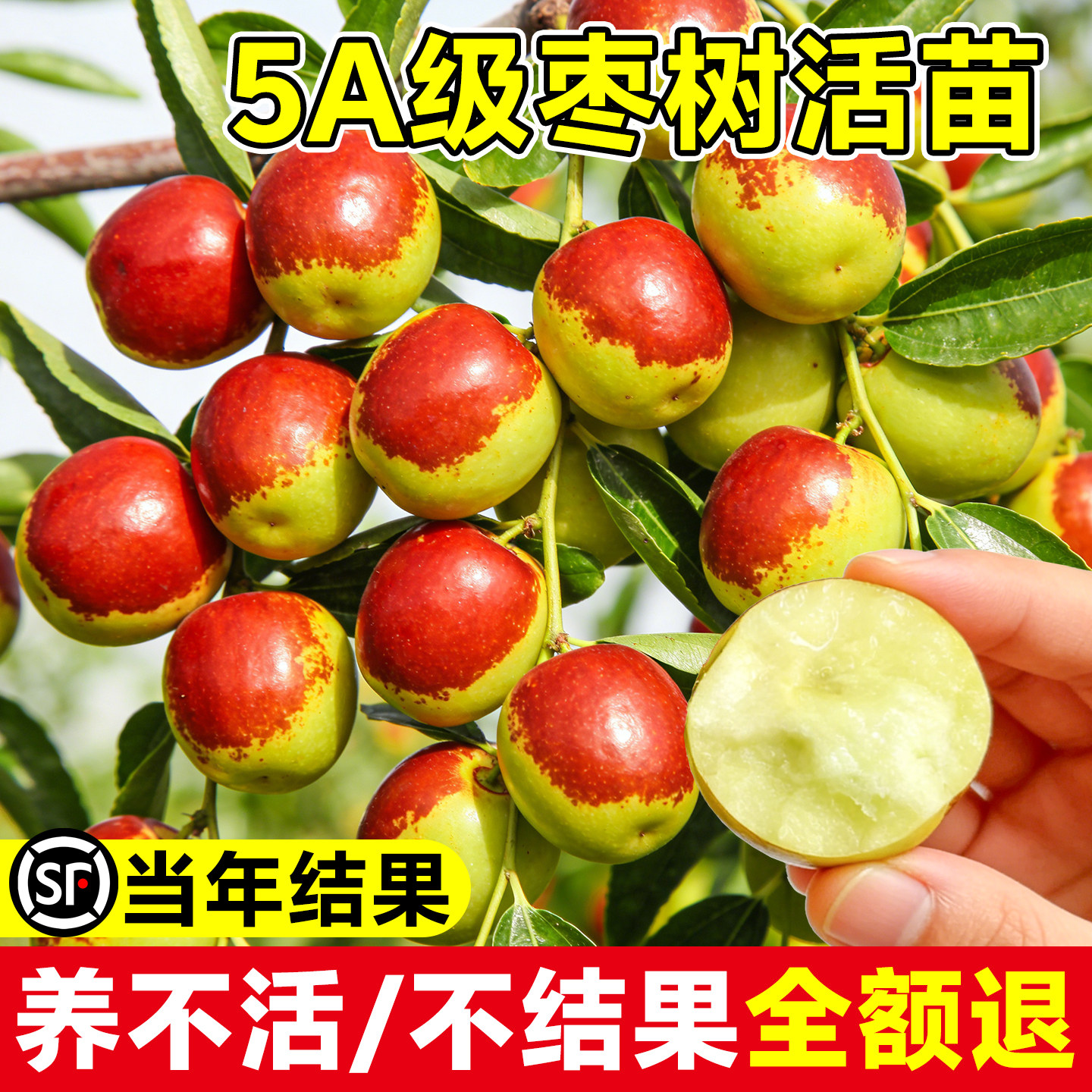 枣树活苗特大冬枣嫁接树苗沾化冬枣三代大枣超甜奶枣苹果水果青枣