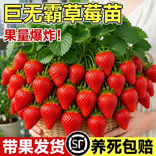 【包成活！包爆果！】草莓苗盆栽