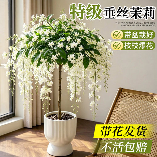 垂丝茉莉盆栽带花苞四季赏花