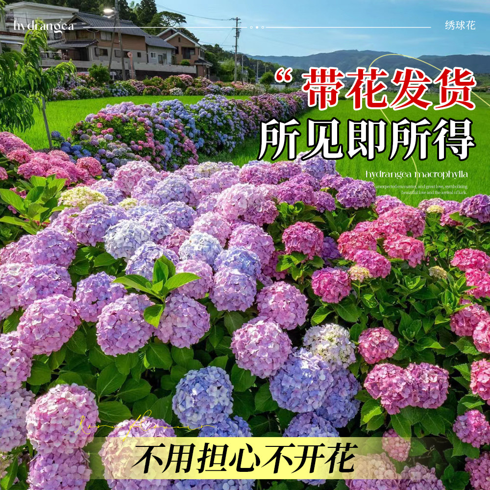 绣球花盆栽花苗四季开花无尽夏带花苞老桩大苗开花庭院带花易养活