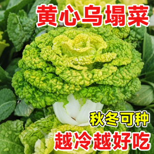 黄心乌塌菜种子耐寒秋冬季乌心蔬菜籽种孑奶油小八叶冬天种的蔬菜