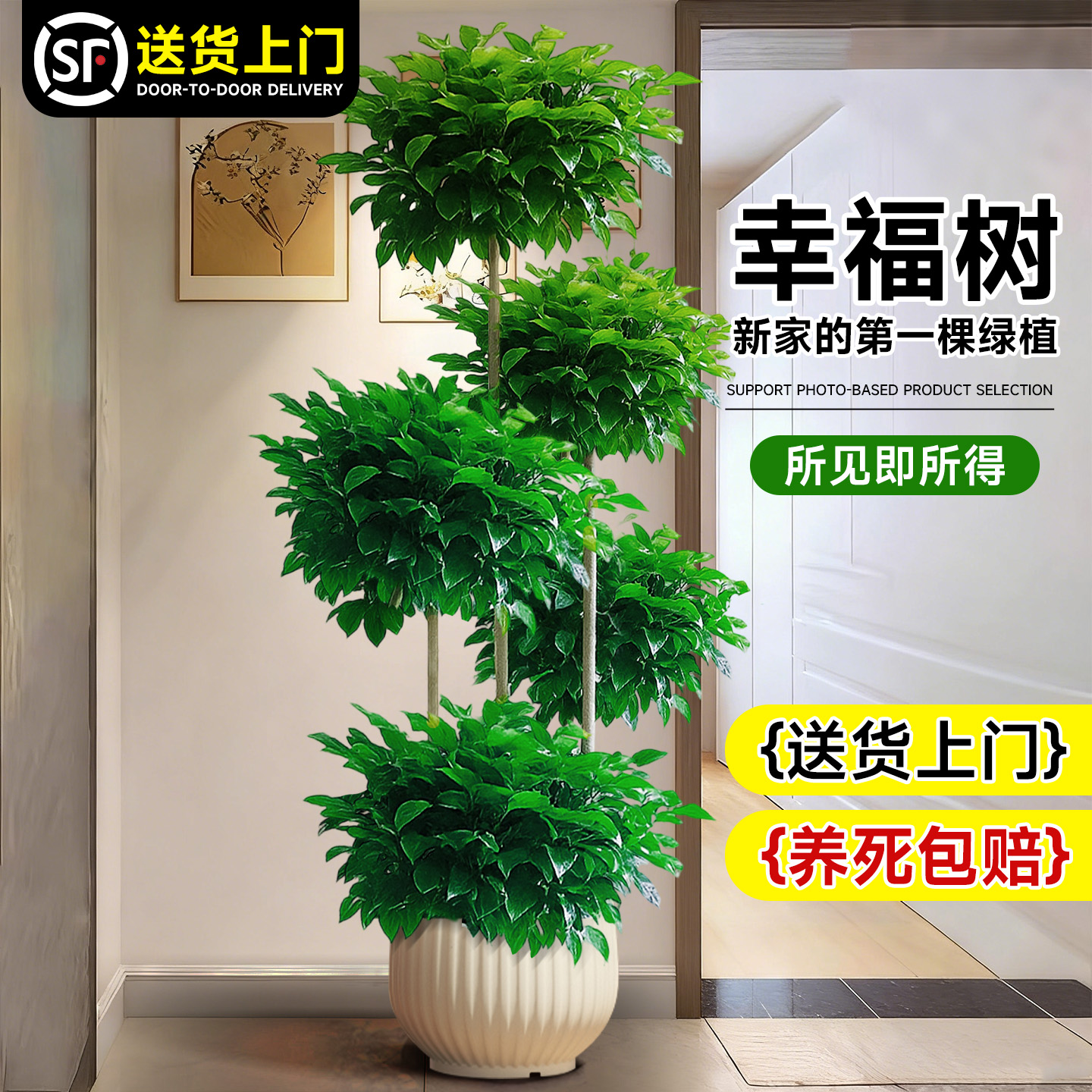 幸福树客厅绿植高级感室内大型植物树落地盆栽好养高端大气上档次