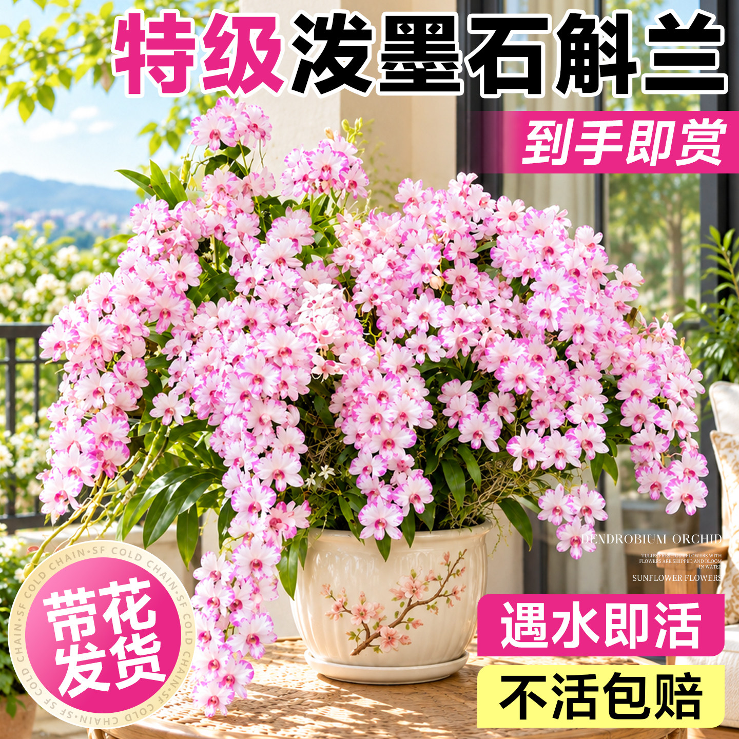 泼墨石斛兰盆栽带花苞室内外阳台庭院兰花四季开花苗好养绿植花卉