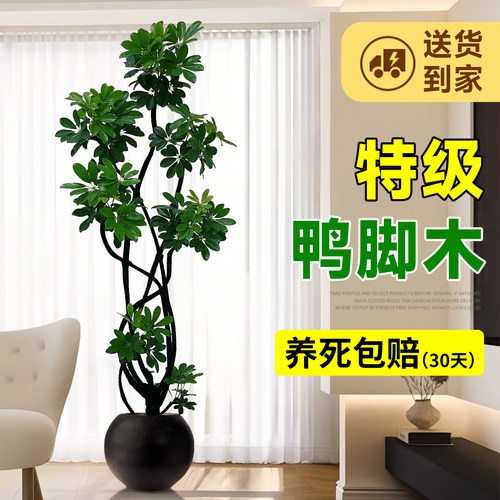 鸭脚木客厅绿植高级感八方来财大