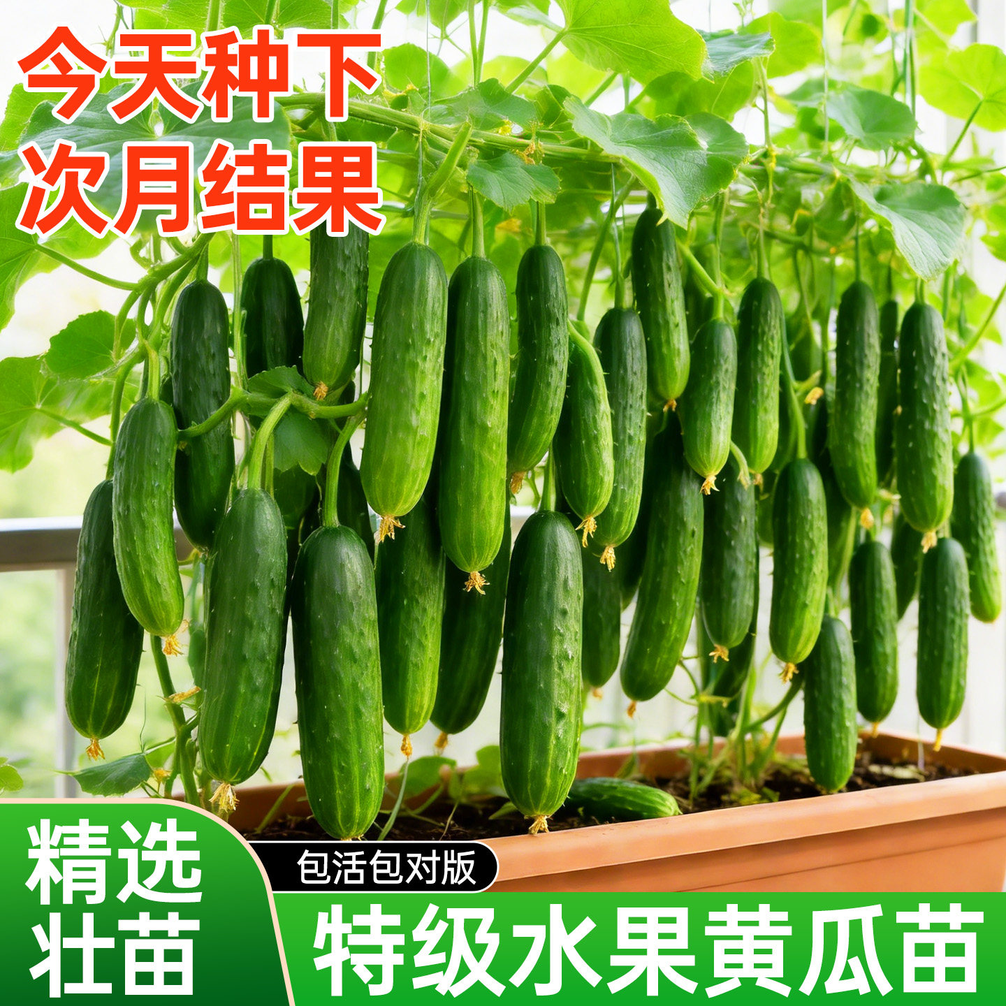 水果黄瓜苗秧苗蔬菜苗阳台盆栽玉女黄瓜荷兰小青瓜老品种四季高产