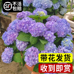 绣球花老桩带花大苗四季开花