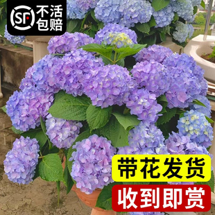 绣球花盆栽带花大苗无尽夏万华镜耐晒欧洲木本绣球鲜花老桩四季 开