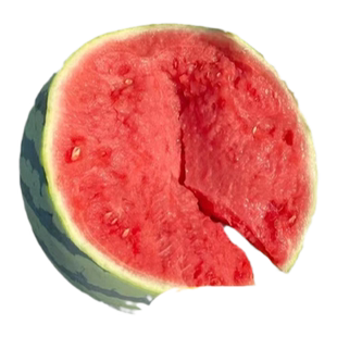 冰糖麒麟西瓜种籽南方无籽高产大西瓜四季西瓜苗秧8424甜瓜种苗子