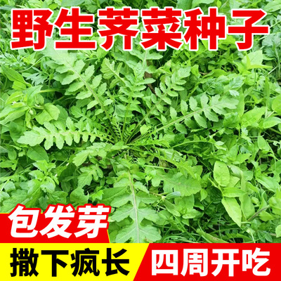 野生荠菜种籽四季老品种大叶荠菜种子小叶阳台盆栽蔬菜种孑籽大全