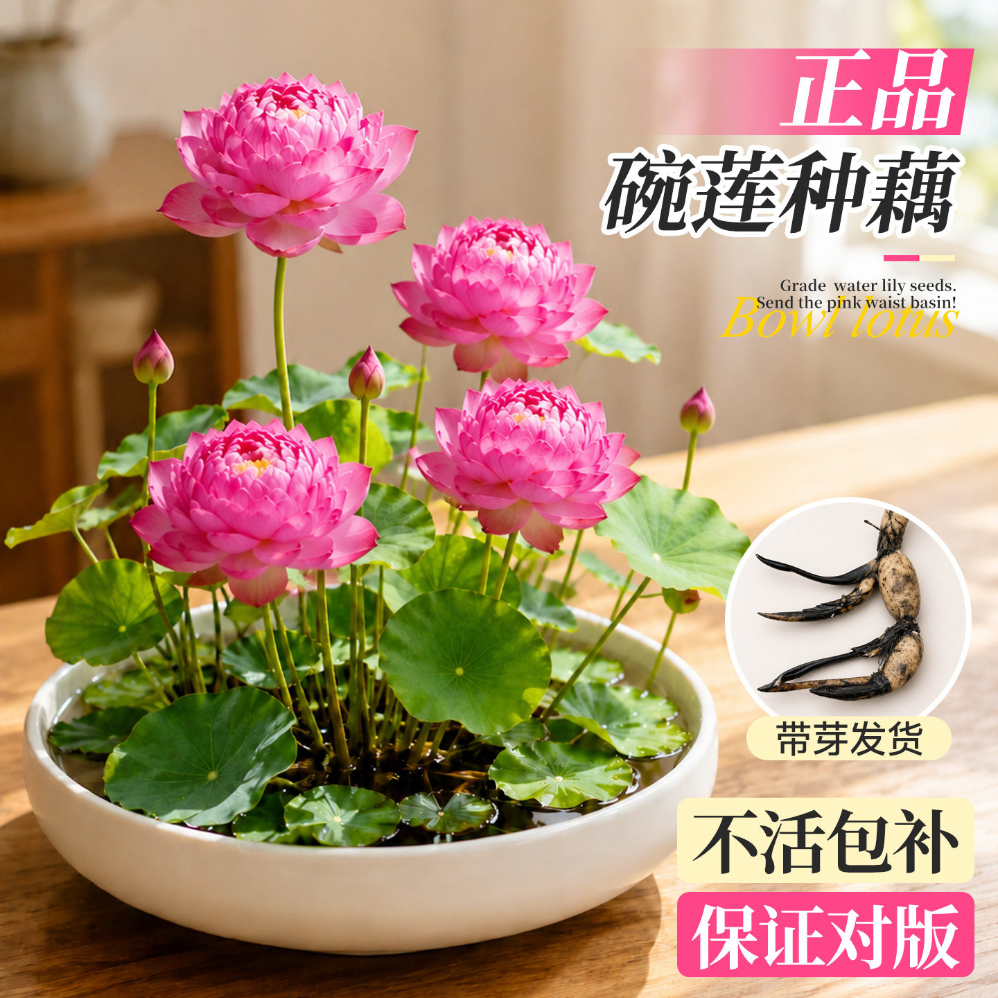 碗莲种藕水培植物根茎带芽藕种藕苗种子根苗小型观赏荷花盆栽水养