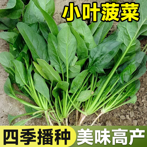 小叶菠菜种子耐热波菜种孑农家大田夏秋四季蔬菜籽家庭盆栽小青菜