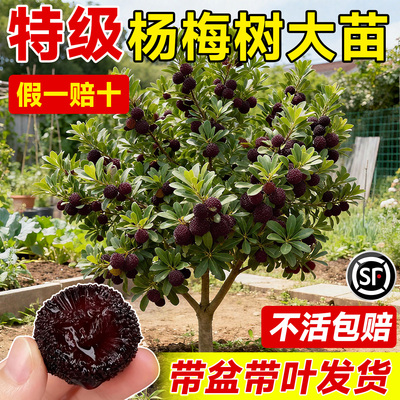 特级杨梅树大苗当年结果不活包赔