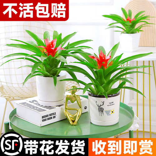 鸿运当头盆栽带花发货收到就旺