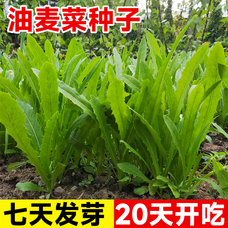 油麦菜籽种子四季新鲜大叶上海青菜种大全白菜阳台速生油麦菜种孑 鲜花速递/花卉仿真/绿植园艺 家庭园艺种子 原图主图