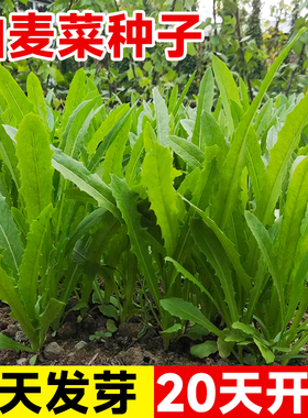 油麦菜籽种子四季新鲜大叶上海青菜种大全白菜阳台速生油麦菜种孑