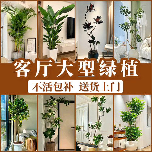 客厅大型装饰绿植盆栽室内植物树