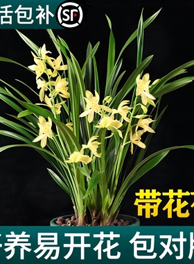 兰花盆栽带花苞大苗香兰草直销带土四季浓香名贵建兰花卉植物室内