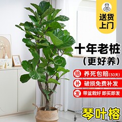 大琴叶榕客厅绿植物室内大型好养老桩大叶盆栽真花落地大号办公室