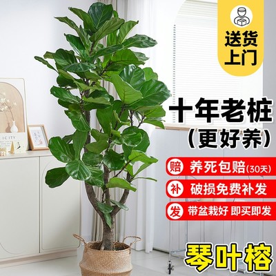 大琴叶榕客厅绿植物室内大型好养老桩大叶盆栽真花落地大号办公室