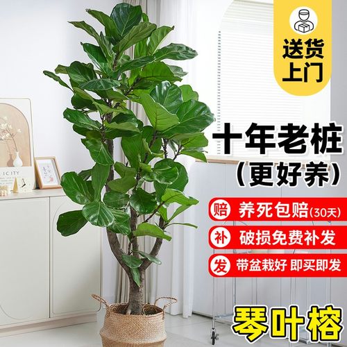 大琴叶榕客厅绿植物室内大型好养老桩大叶盆栽真花落地大号办公室