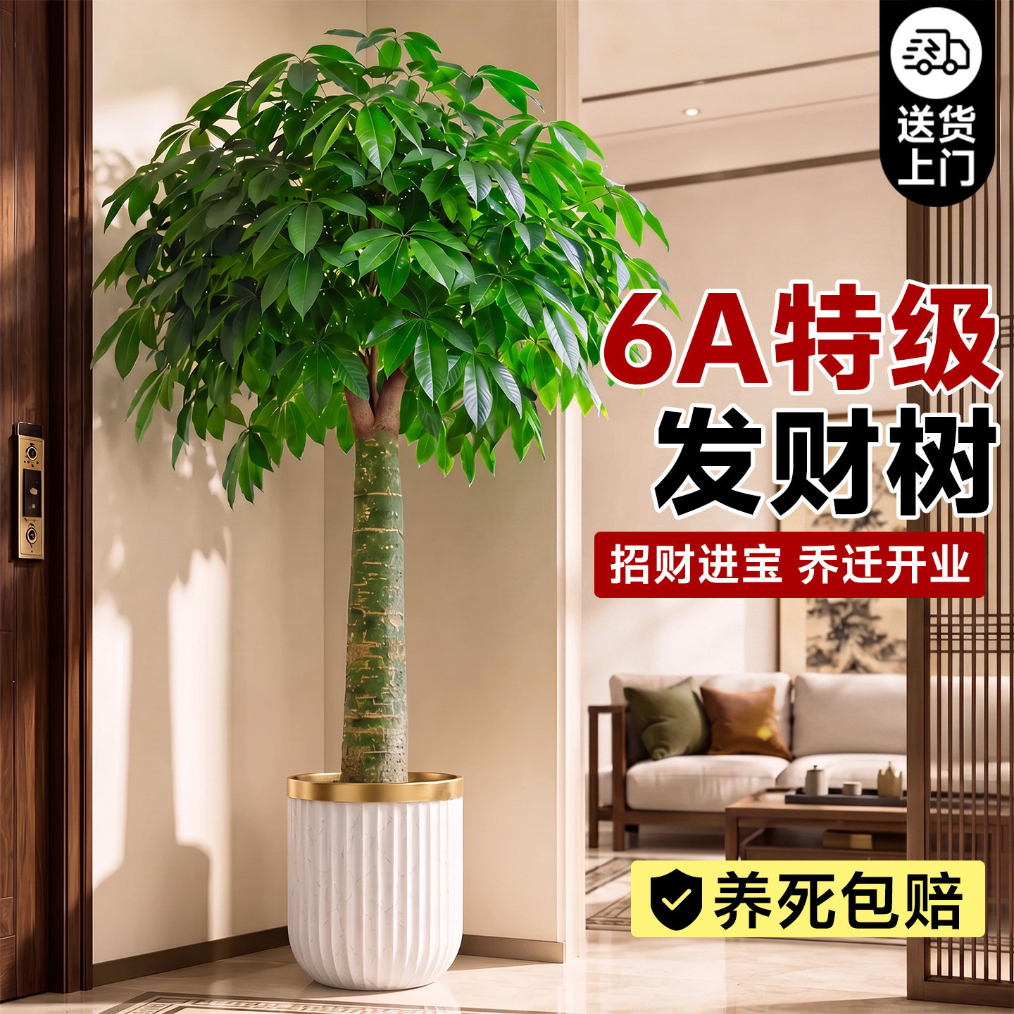 【特级发财树】送货上门收到即赏图片