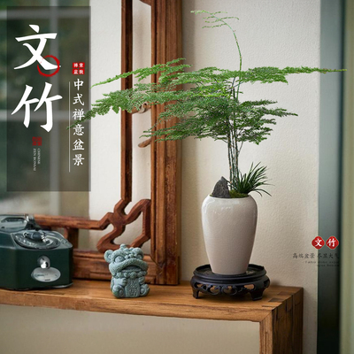 文竹盆栽中式禅意绿植成品盆景