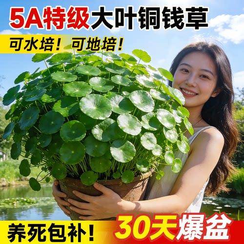 铜钱草根系发达好养易活不活包赔