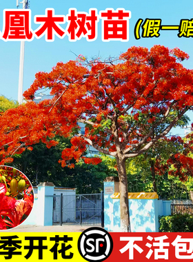 凤凰木树苗红花楹大树名贵花树苗庭院绿化常绿大门口风景树不落叶