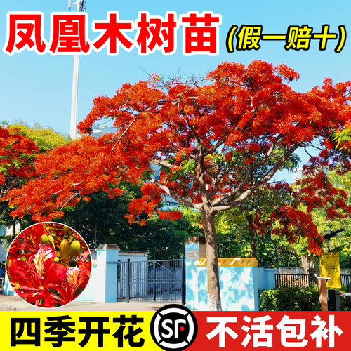 正宗凤凰木树苗庭院风景树不落叶