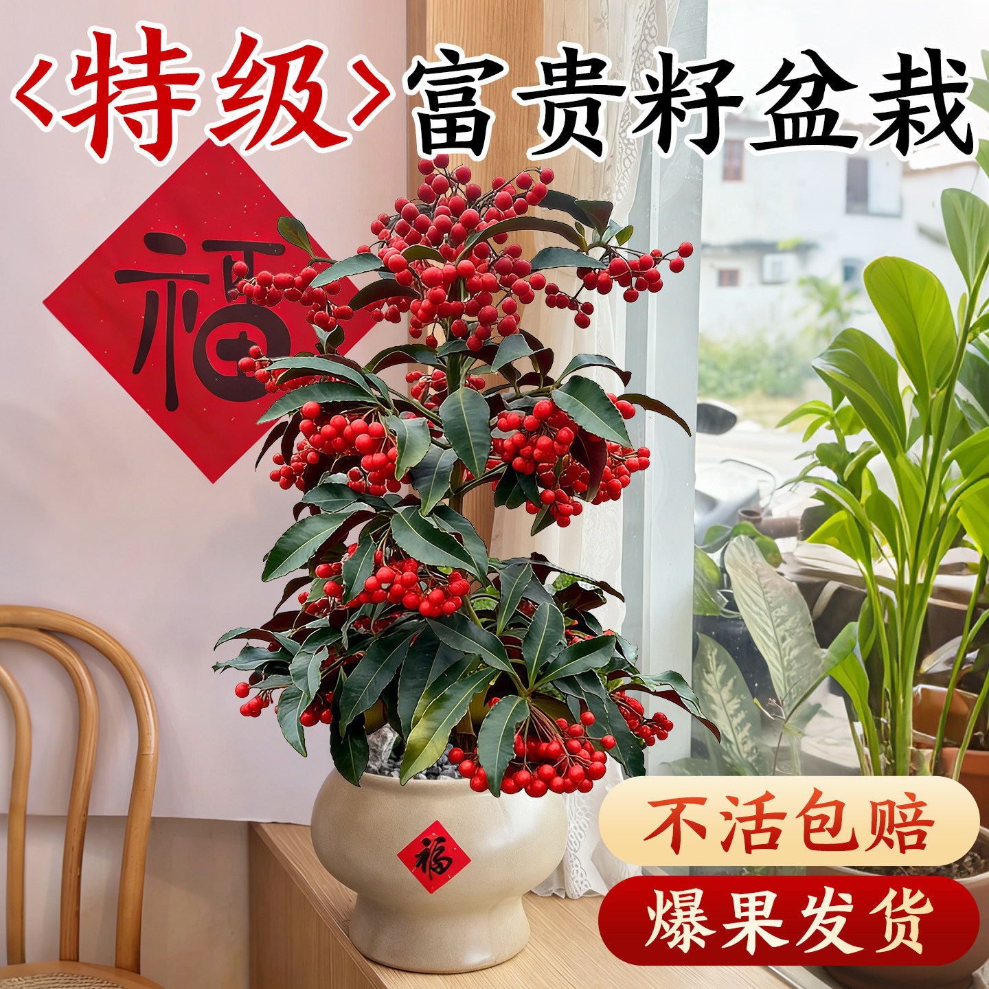 富贵籽盆栽带红果金玉满堂耐寒绿物富贵子花卉室内桌面年宵花好养,鲜花速递/花卉仿真/绿植园艺,绿植,淘宝优惠券,粉丝福利购,淘宝优惠卷
