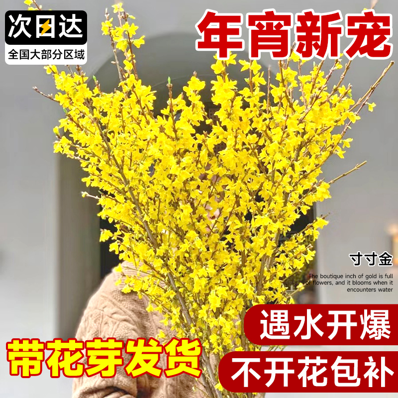 寸寸金鲜花水培植物连翘鲜切枝遇水开花腊梅干支水养室内年宵花卉