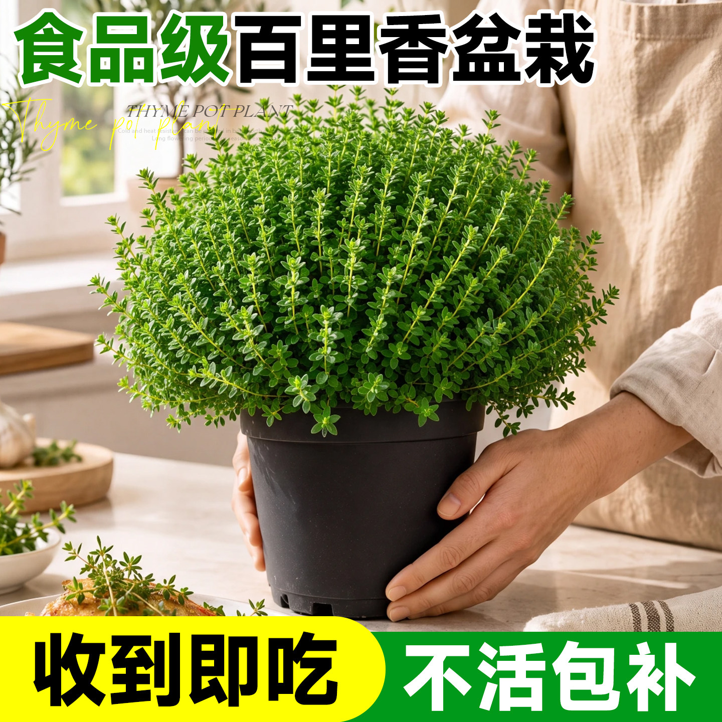 百里香盆栽可食用薄荷迷迭香香草植物室内驱蚊草香料绿植物好养活