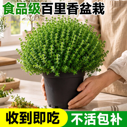 5A香草盆栽大全收到即食不活包补