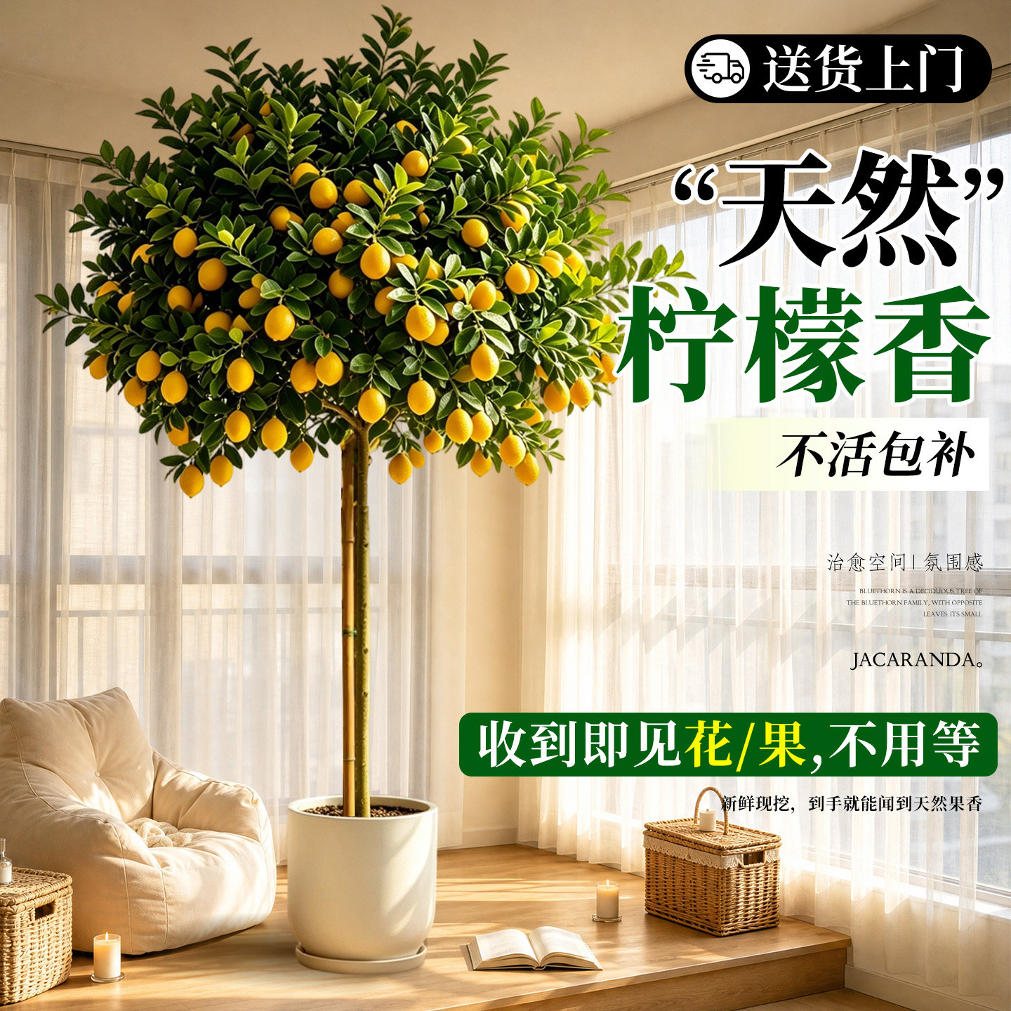 香水柠檬树盆栽四季室内外阳台办公室可食用大型绿植物好养活盆景