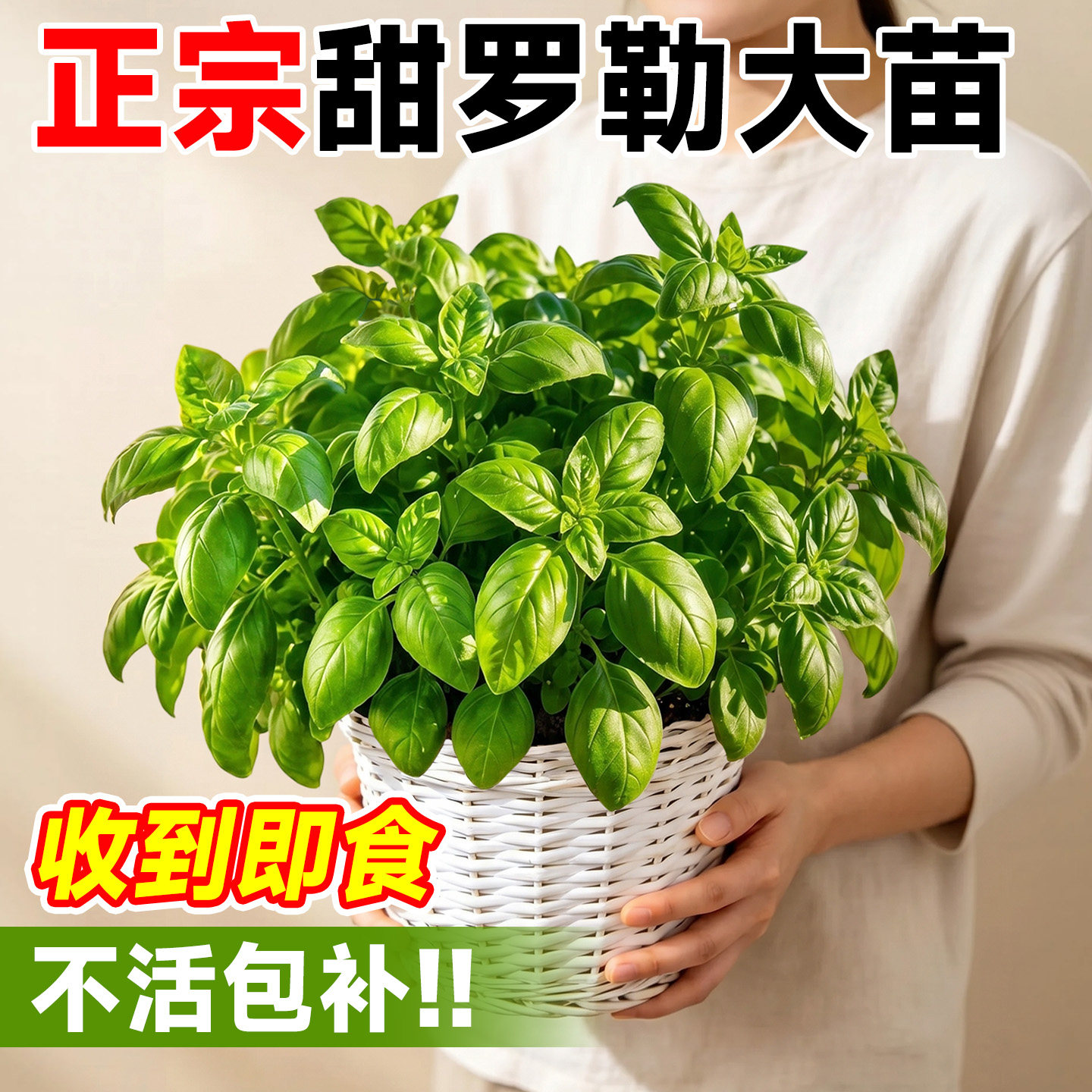 罗勒九层塔苗盆栽可食用薄荷金不换迷迭香料植物室内庭院驱蚊绿植