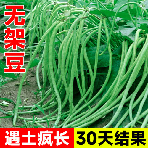 无架豆角种籽四季种植包成活