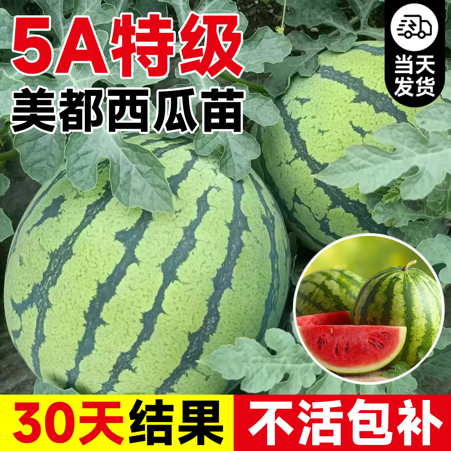 美都西瓜苗秧嫁接8424麒麟无籽西瓜盆栽水果蔬菜秧苗南方阳台种植
