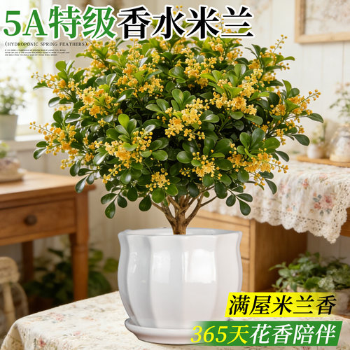 【5A特级】浓香香水米兰好养易活