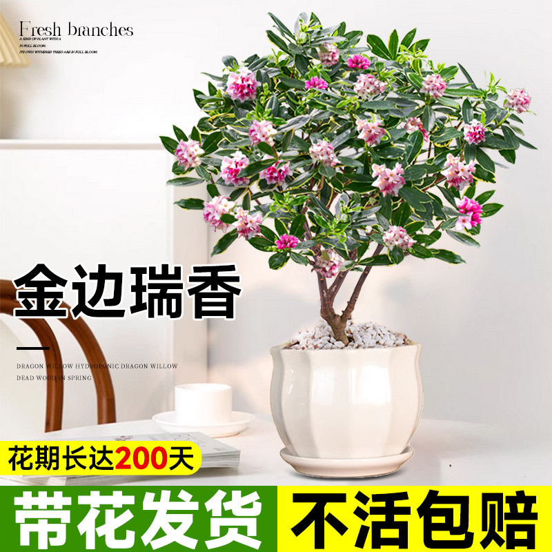 金边瑞香盆栽浓香型带花苞大苗室内植物花卉老桩四季开花客厅盆景,鲜花速递/花卉仿真/绿植园艺,绣球/木绣球/木本植物,淘宝优惠券,粉丝福利购,淘宝优惠卷