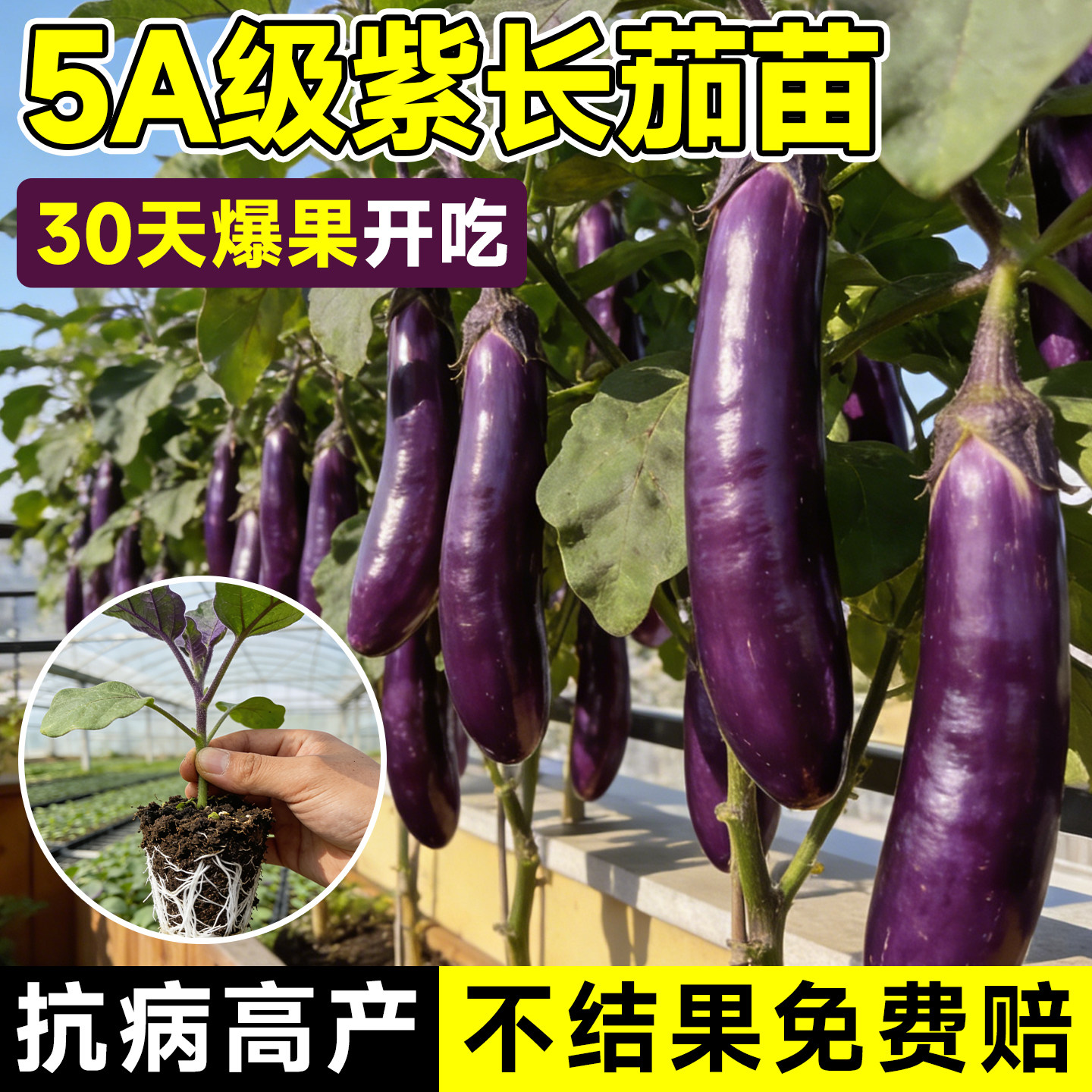 紫长茄秧苗茄子苗带土嫁接老品种黑紫茄杭茄种籽子春季蔬菜苗大全