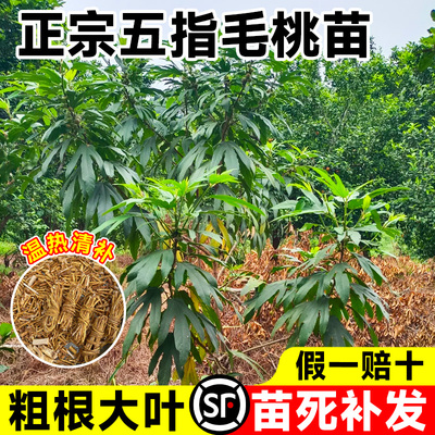 正宗五指毛桃苗带土发货不活包赔
