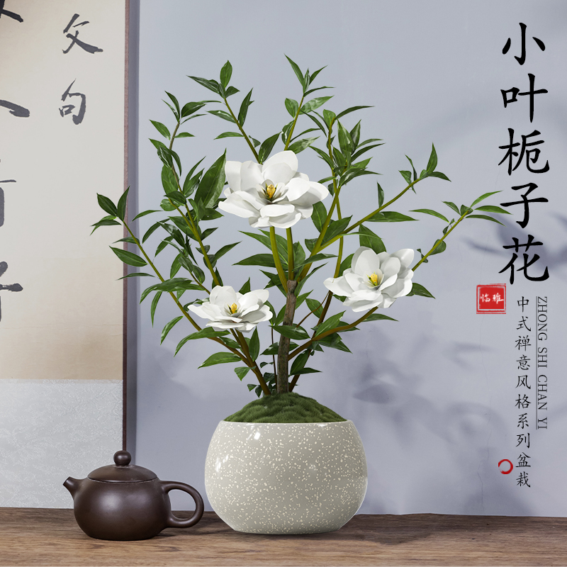 小叶栀子花室内桌面绿植土培好养