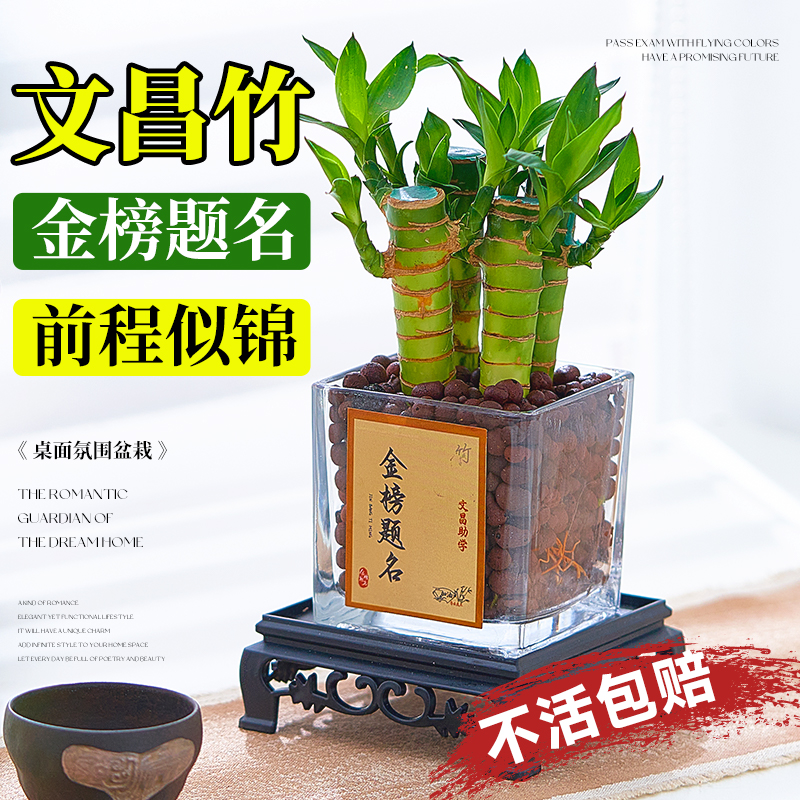 文昌竹4支金榜题名室内绿植盆栽