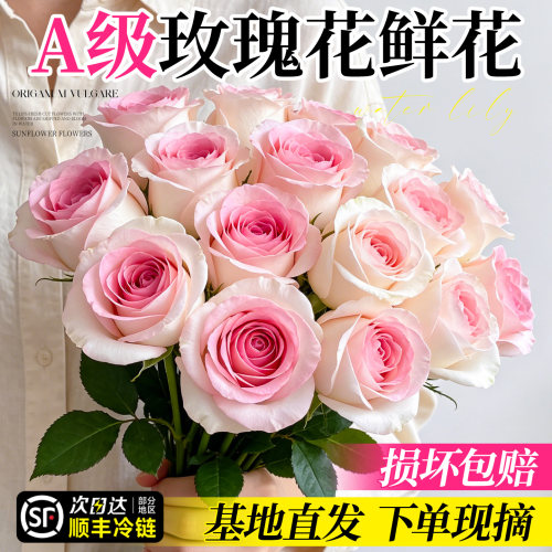 顺丰次日达A级玫瑰花鲜花云南发